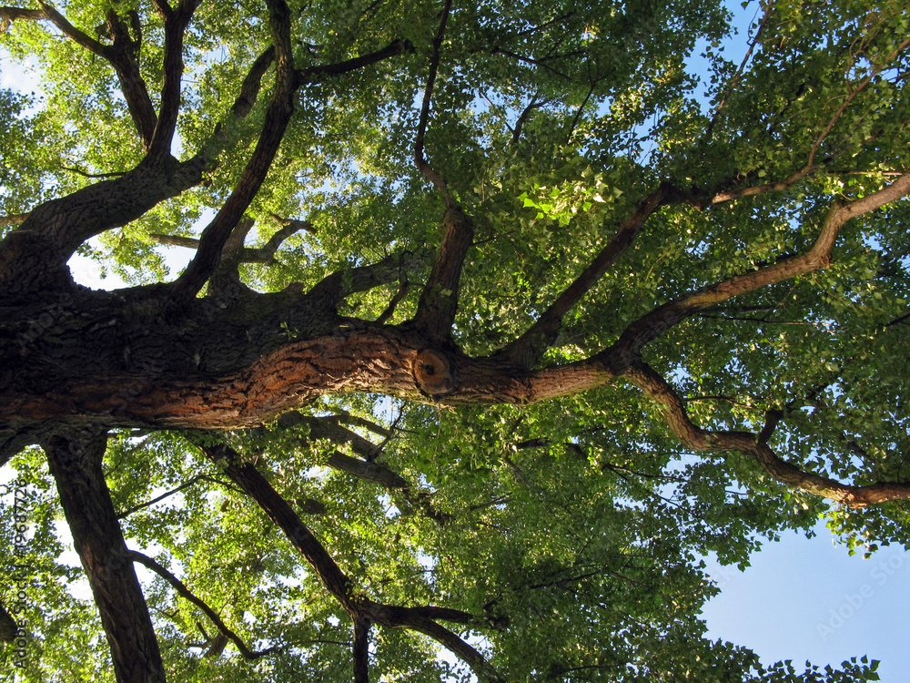 Fototapeta premium mächtiger Laubbaum