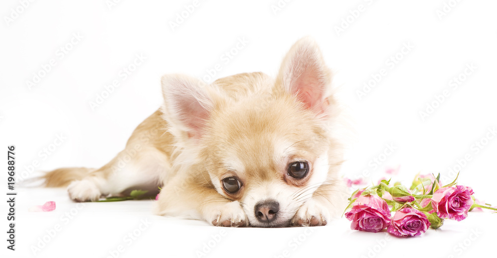 Obraz premium adorable chihuahua puppy with roses