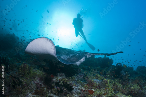 Récif, plongeuse et raie léopard noire, océan Indien, Maldives