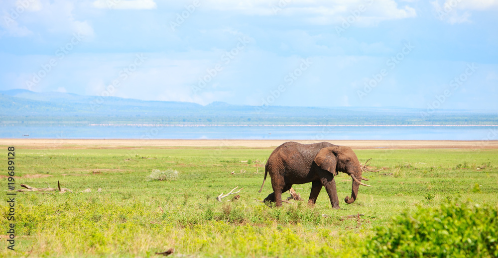 Fototapeta premium Elephant