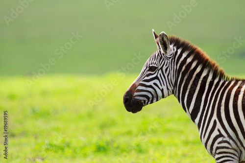 Zebra