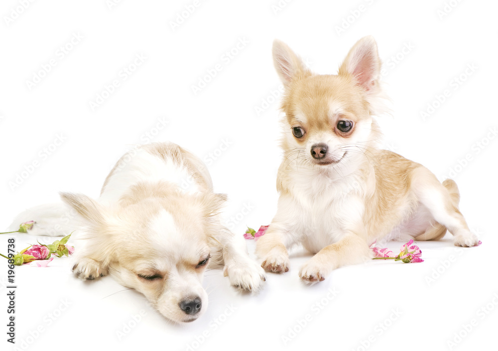 love story, couple of chihuahua puppies on white with roses