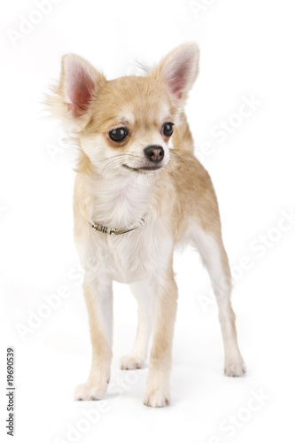 nice chihuahua puppy with necklace portrait isolated © niknikp