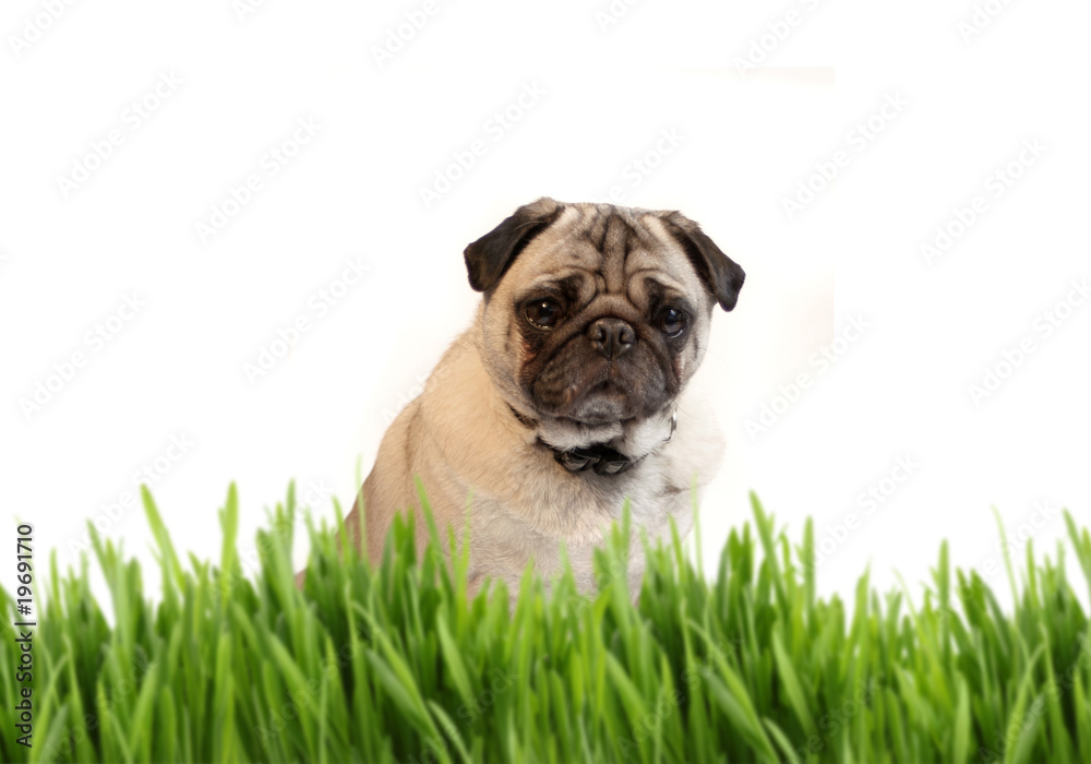 Tan colored pug behind grass