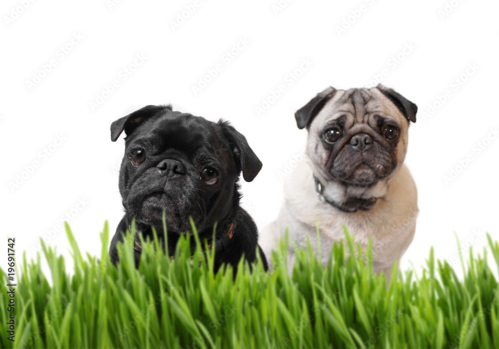 Black and fawn pug behind grass
