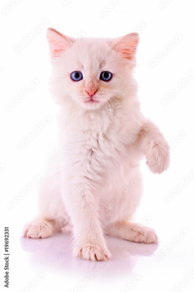 Young white kitten isolated on white