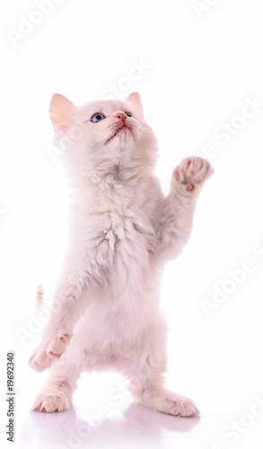 Young white kitten isolated on white