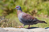 Speckled Pigeon walks on a rock to feed