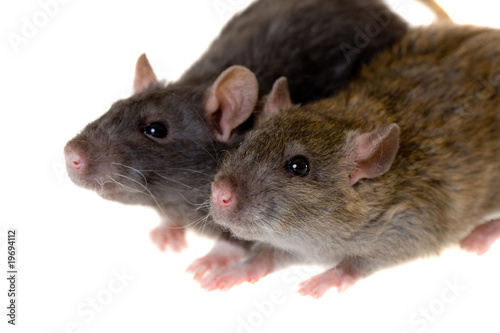 Two small domestic rats