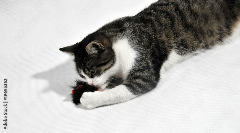 Fototapeta premium cat