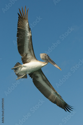 flying pelican, los roques islands, venezuela © javarman