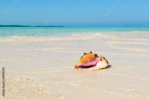 Sea shell in the beach