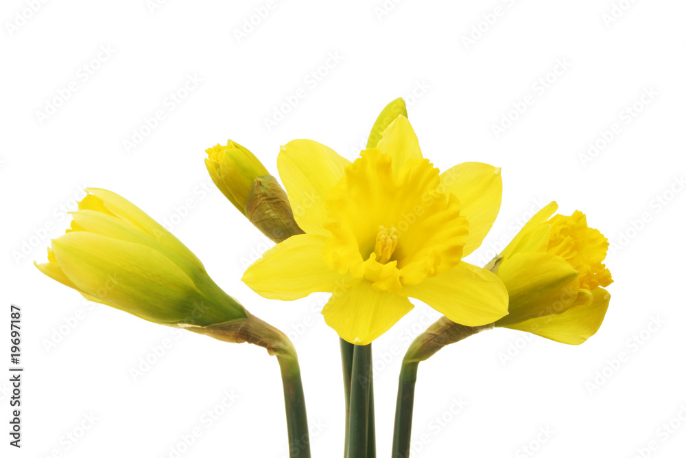 Daffodil flowers Daffodil flowers