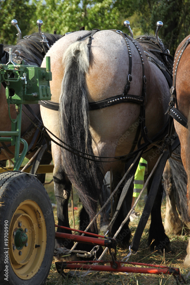 Landarbeit mit Pferden