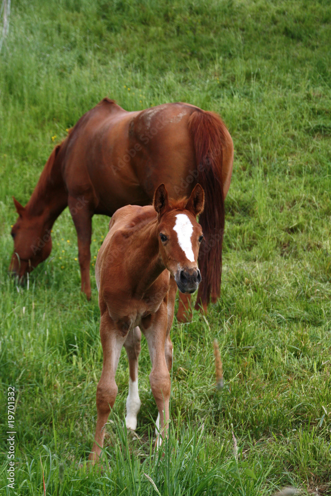 Obraz premium kleiner Westfale