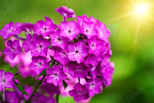 Close view on Pink phlox flowers in summer