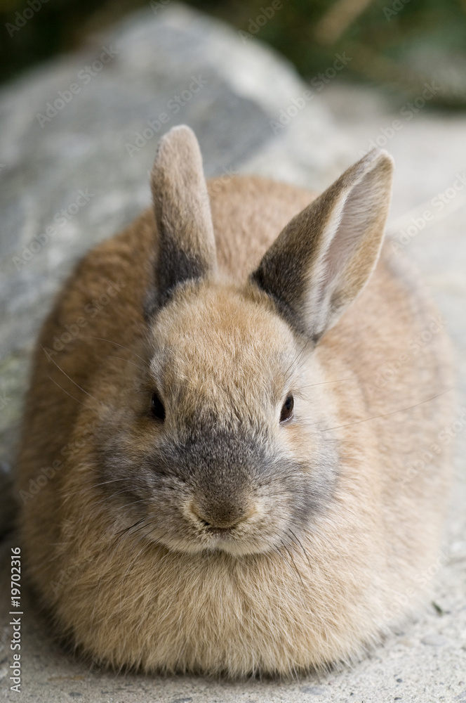Osterhase_1 Osterhase_1