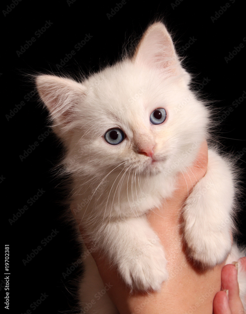 Young white kitten on black background