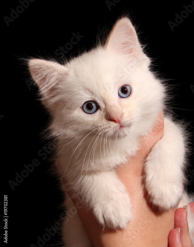 Young white kitten on black background