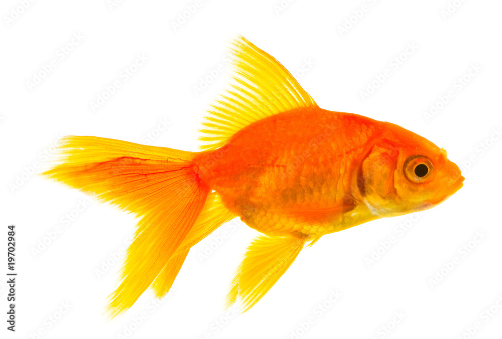Goldfish Goldfish