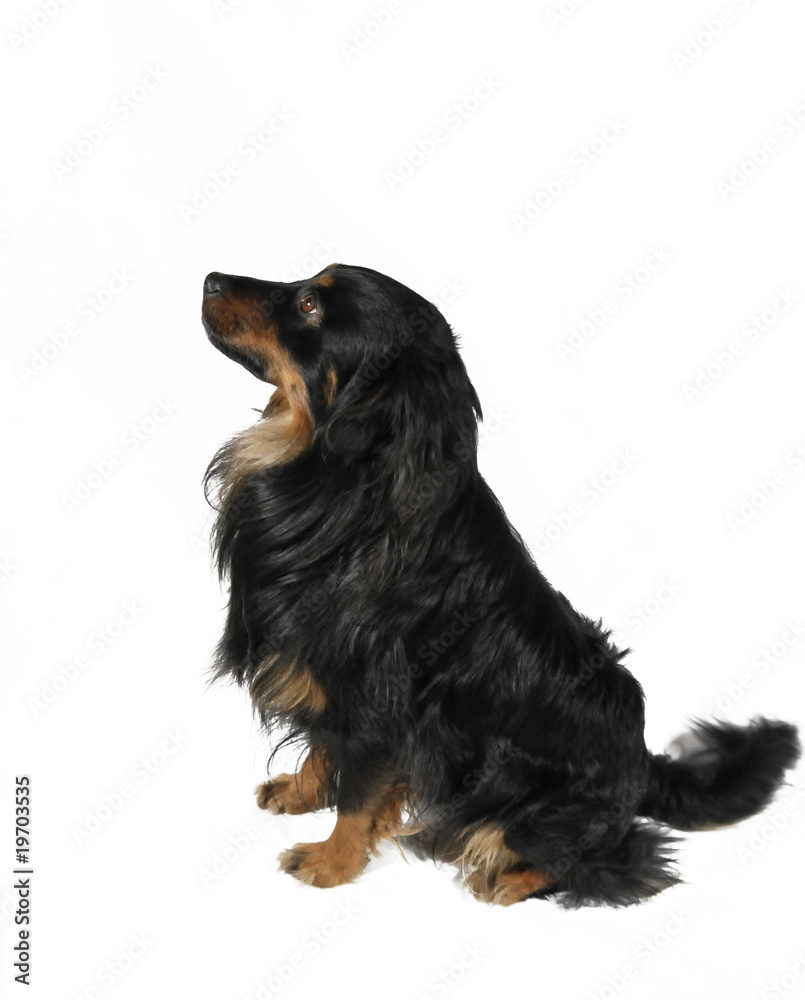 dog dog