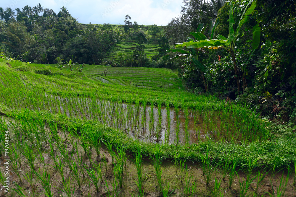 Rice terrace fields, Bali, Indonesia