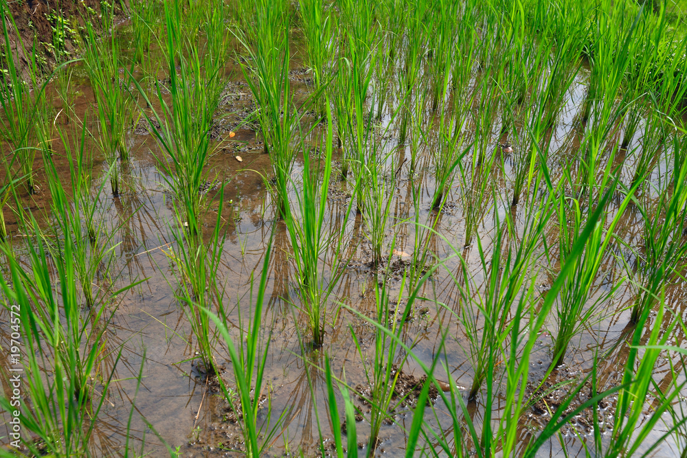 Obraz premium Close-up of rice plant, Bali, Indonesia