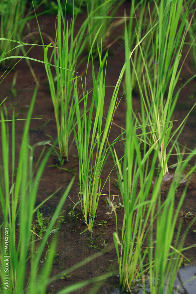 Close-up of rice plant, Bali, Indonesia Close-up of rice plant, Bali, Indonesia