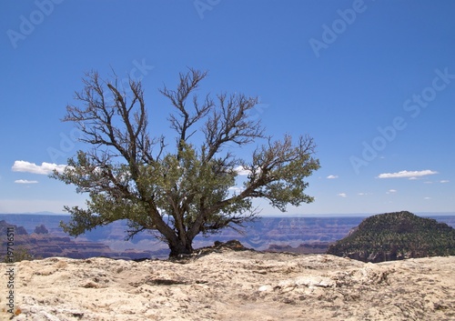 Solitary tree blue sky, Bright Angel Pt, Grand Canyon North Rim