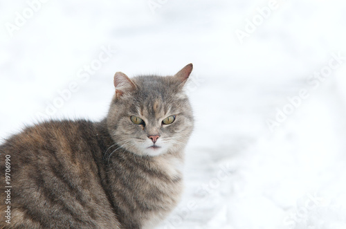 Katze im Schnee © Josephine 