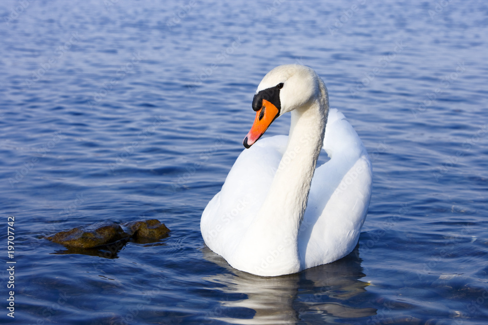 Obraz premium Schwan