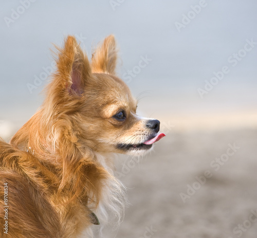 red chihuahua profile portrait on coast background © niknikp