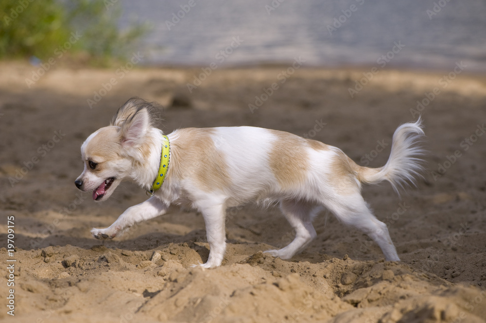chihuahua puppy walking on the beach