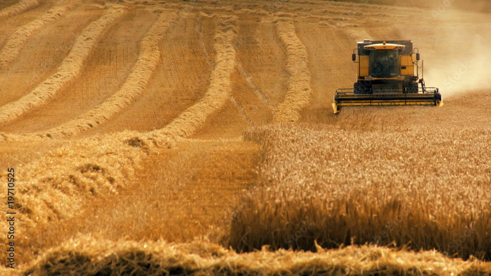 Wheat Harvest