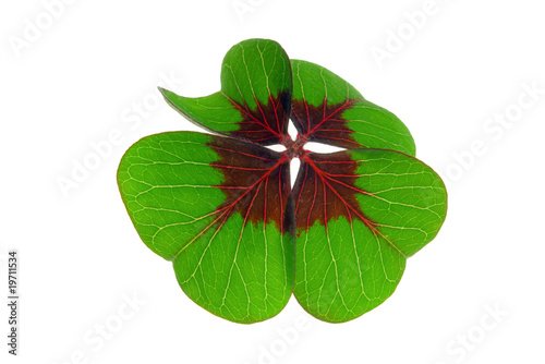 Glücksklee - four leafed clover 20
