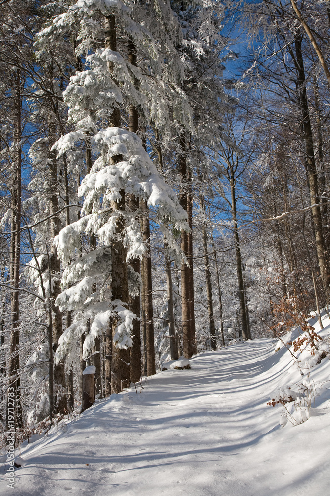 Waldweg im Winter StockFoto Adobe Stock