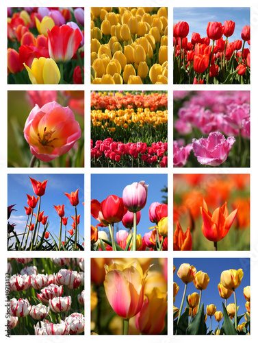 Fototapeta Naklejka Na Ścianę i Meble -  Tulip collage