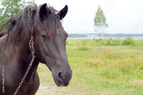 Fototapeta Naklejka Na Ścianę i Meble -  Old sorrowful horse