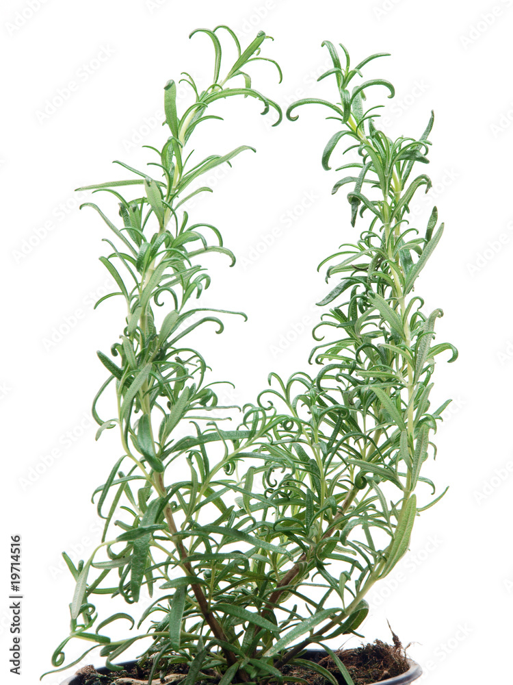 Obraz premium rosmarin küchenkräuter