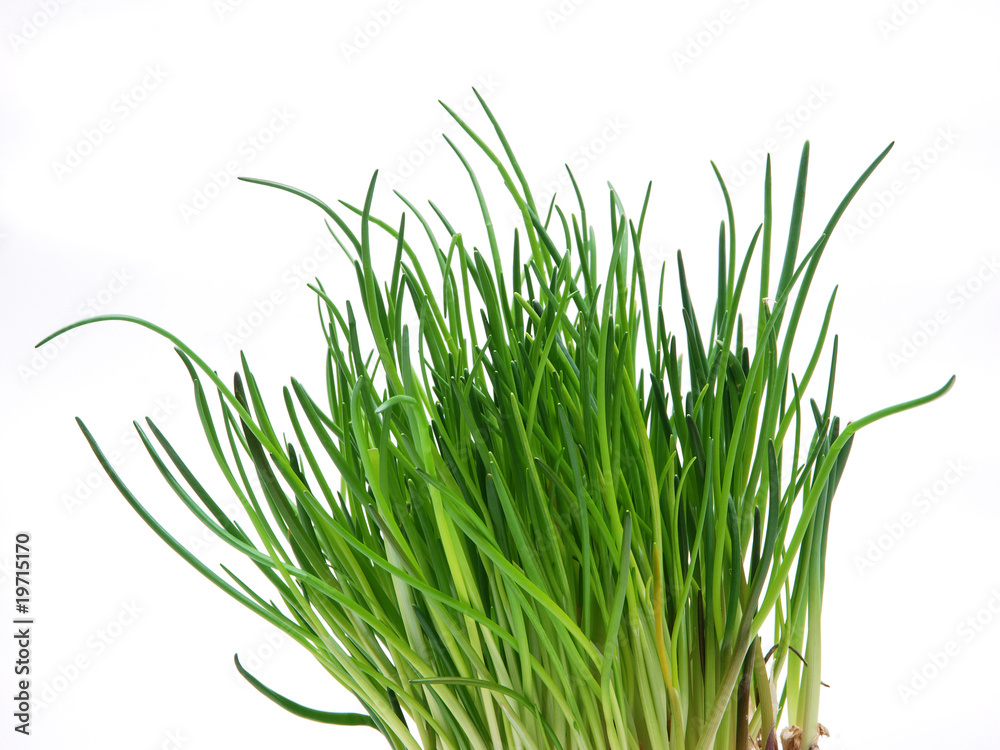 Obraz premium schnittlauch küchenkräuter