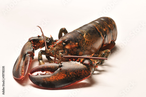 Live lobster.