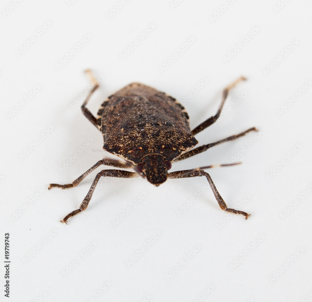 Stink bug facing the camera Stink bug facing the camera