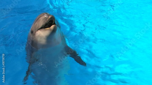 HD Smiling dolfin playing in Swimming Pool, , closeup