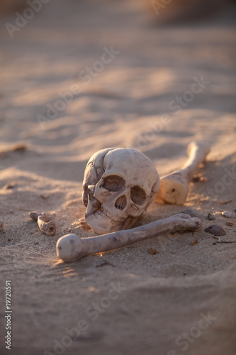 Skull and bones in morning desert