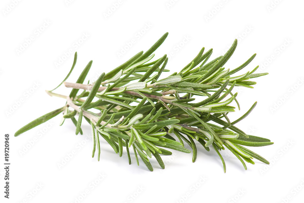 fresh rosemary (rosmarinus officinalis)