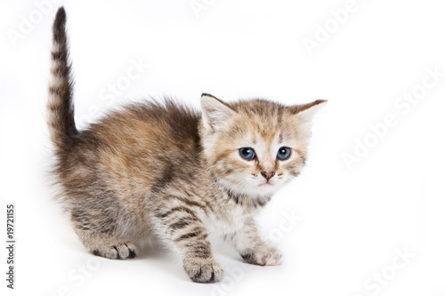 Kitten isolated on white background