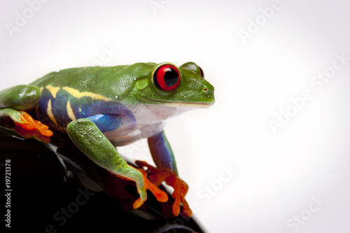 Sitting Frog