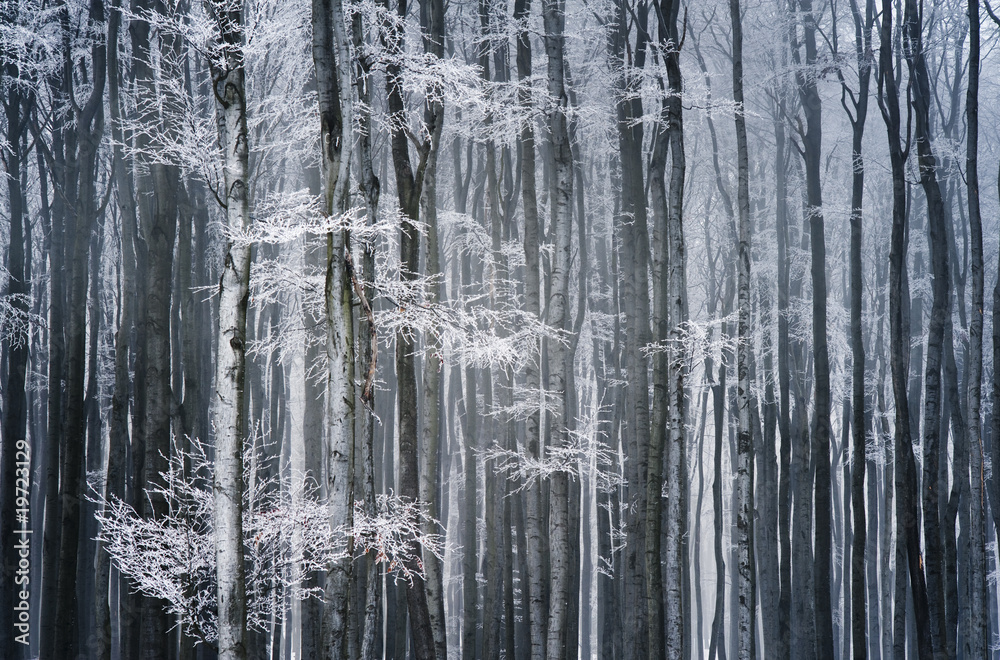 Winter forest Winter forest