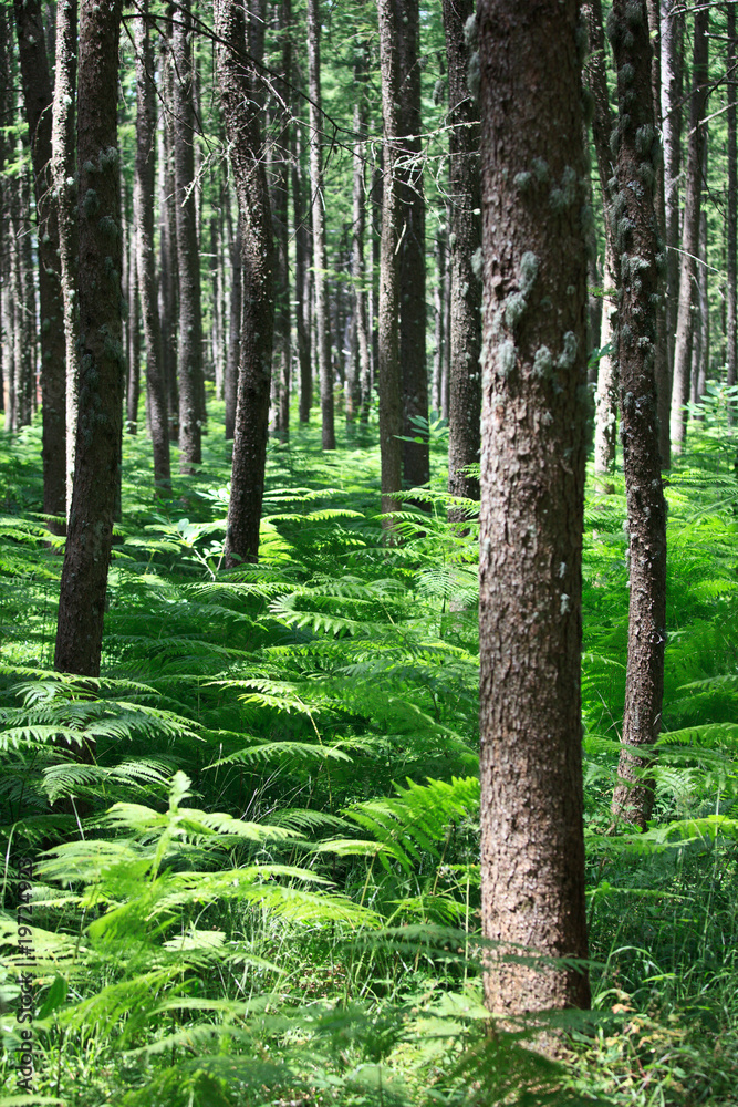Pine forest Pine forest