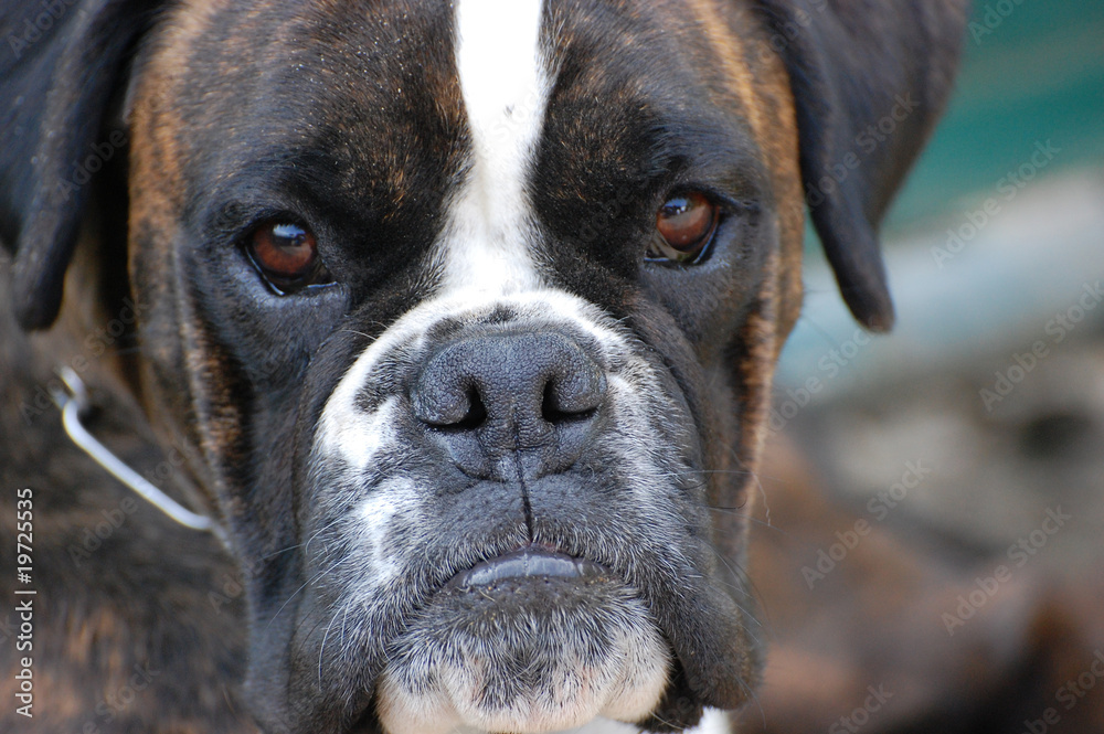 Boxer Boxer